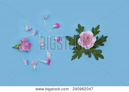 Flower Flat Lay Flower Fream Romantic Concept