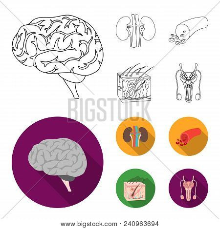 Brain, Kidney, Blood Vessel, Skin. Organs Set Collection Icons In Outline, Flat Style Vector Symbol 
