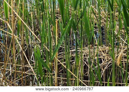 Plants On The River Bank Close-up Of Selective Focus. Bulrush Closeup.