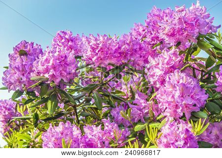 Natural Flower Background. Amazing View Of Colorful Rododendron Blooming In The Garden Under Sunligh