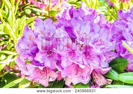 Natural Flower Background. Amazing View Of Colorful Rododendron Blooming In The Garden Under Sunligh