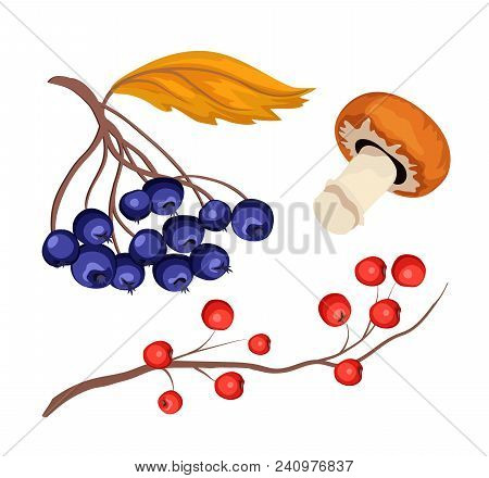 Sketch Rowanberry And Blueberry Bushes On Branch With Green And Orange Leaves And Mushroom. Autumn A