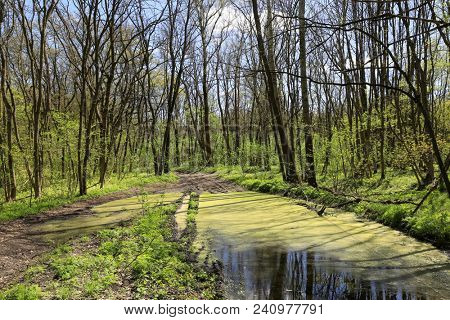 big buddle in spring forest