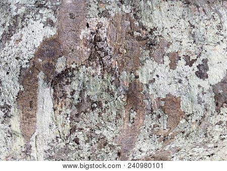 Abstract Macro Bark Textures, Bark Background, Natural Textures