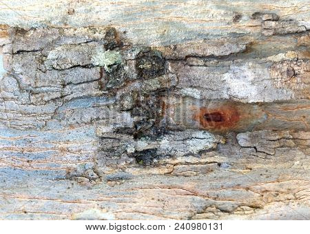 Abstract Macro Bark Textures, Bark Background, Natural Textures