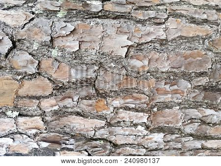 Abstract Macro Bark Textures, Bark Background, Natural Textures