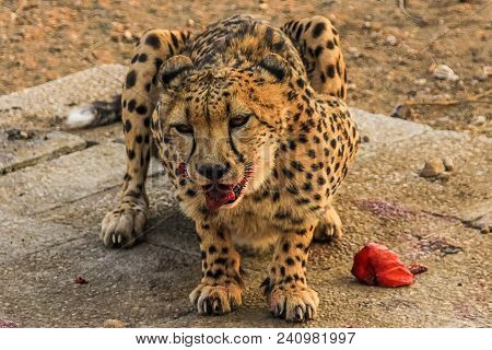 Cheetah Eating Voraciously During Meal Time, In A Game Reserve In Namibia, Africa.