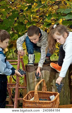 Children Tear Grapes In The Fall