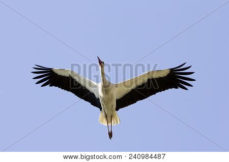 Elegant Beautiful White Stork Bird With Spread Wings, Black Tail And Long Legs Flying High In The Cl