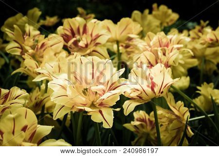 Colorful Yellow Tulips Flowers Blooming In A Garden