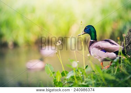 Male Mallard Duck At The Pond, Looking At Ducks. Birdwatching And Wildlife In Summer Nature.