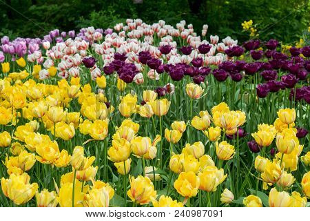 Colorful Tulips Flowers Blooming In A Garden