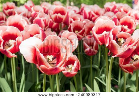 Colorful Tulips Flowers Blooming In A Garden