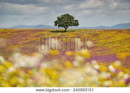 Spring Picnic Of Fresh White Daisies, Lavender, Multifloral Natural Panoramic Landscape