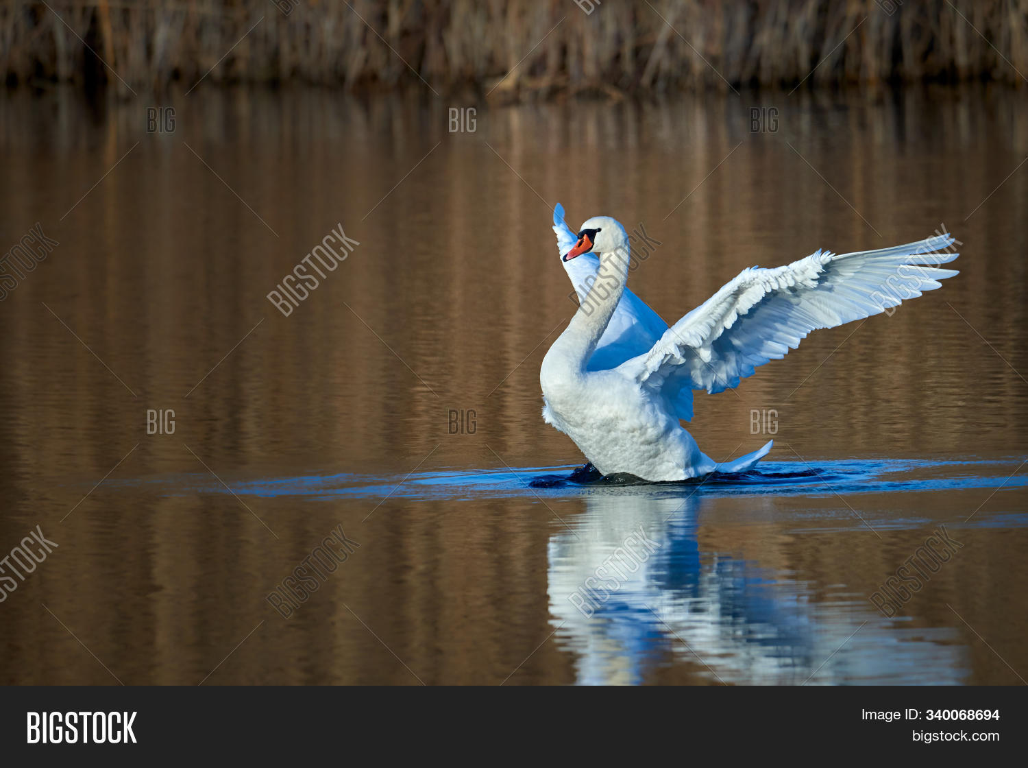 Mute Swan Wings. Mute Image & Photo (Free Trial) Bigstock