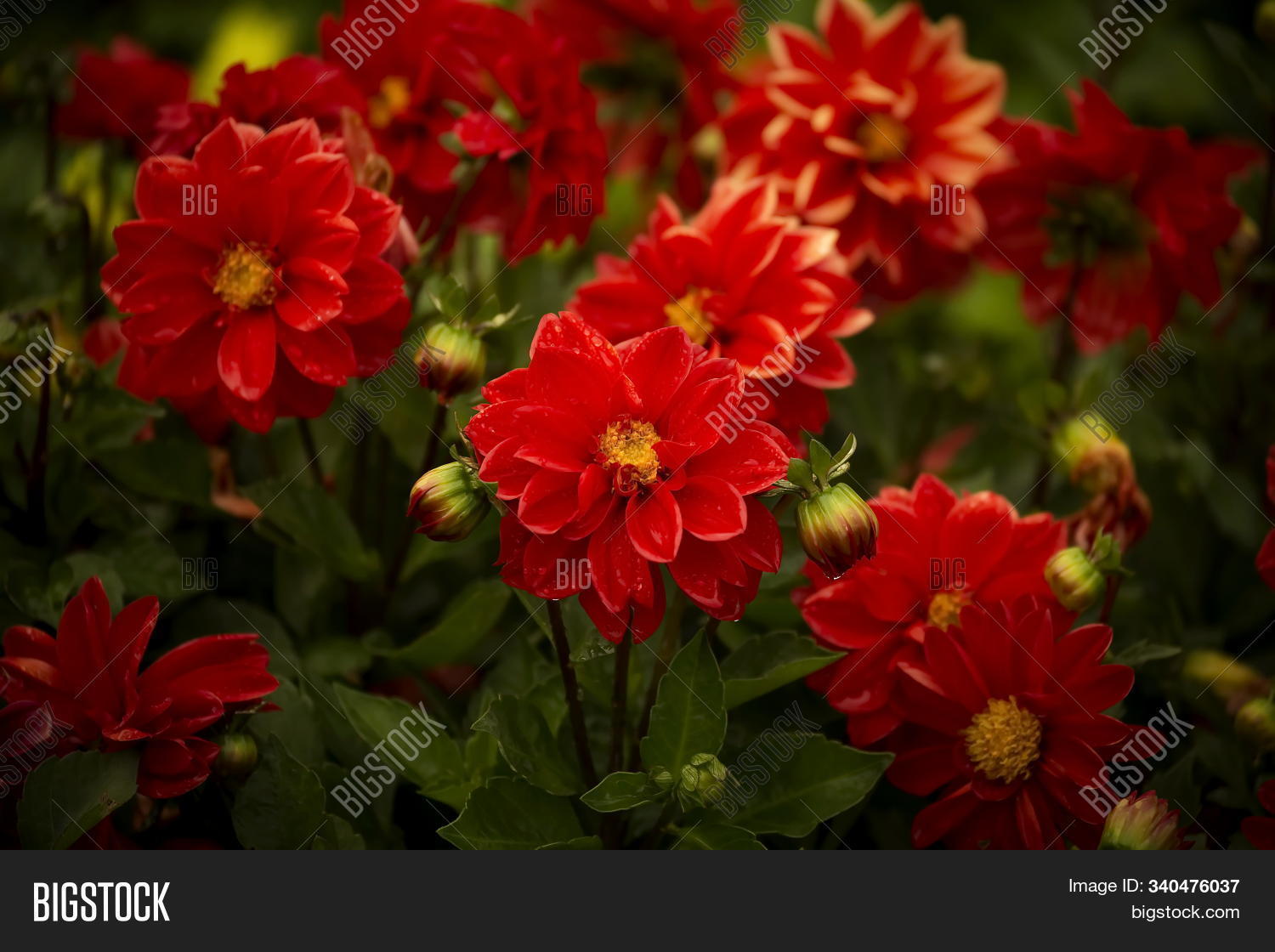 Red Dahlia August Image & Photo (Free Trial) Bigstock