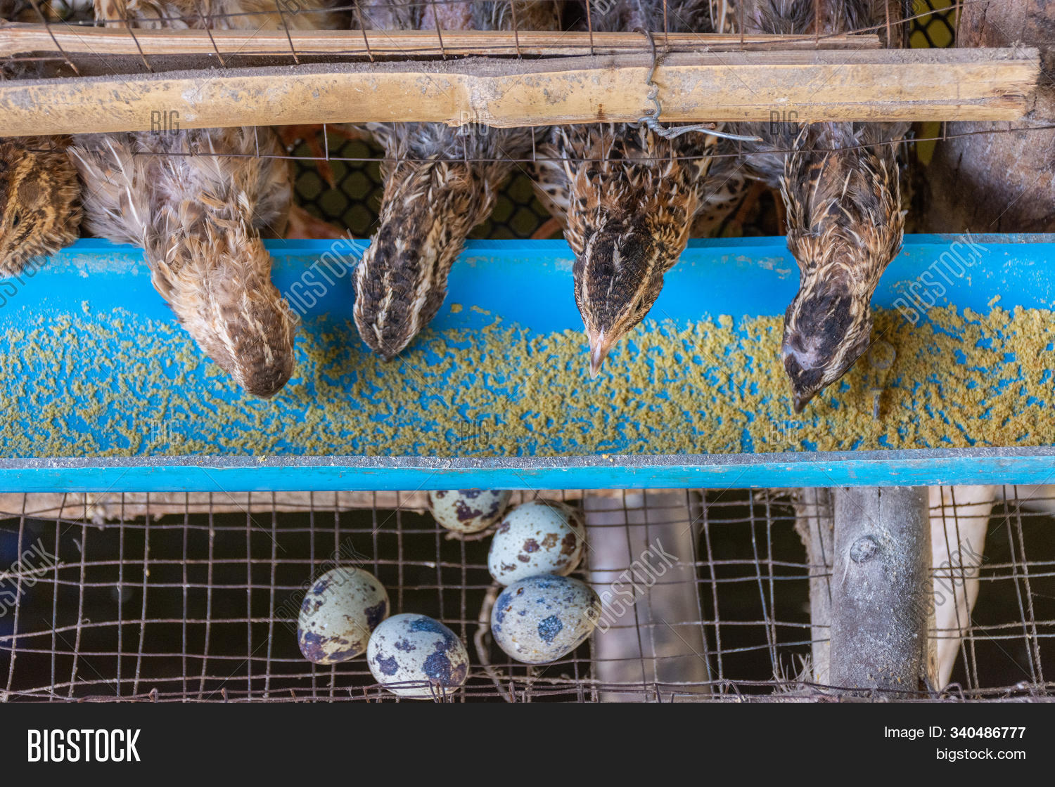 Что давать перепелкам. Что давать перепелкам. Перепела домашние. Маленькие перепелята. Поилка для суточных перепелов.