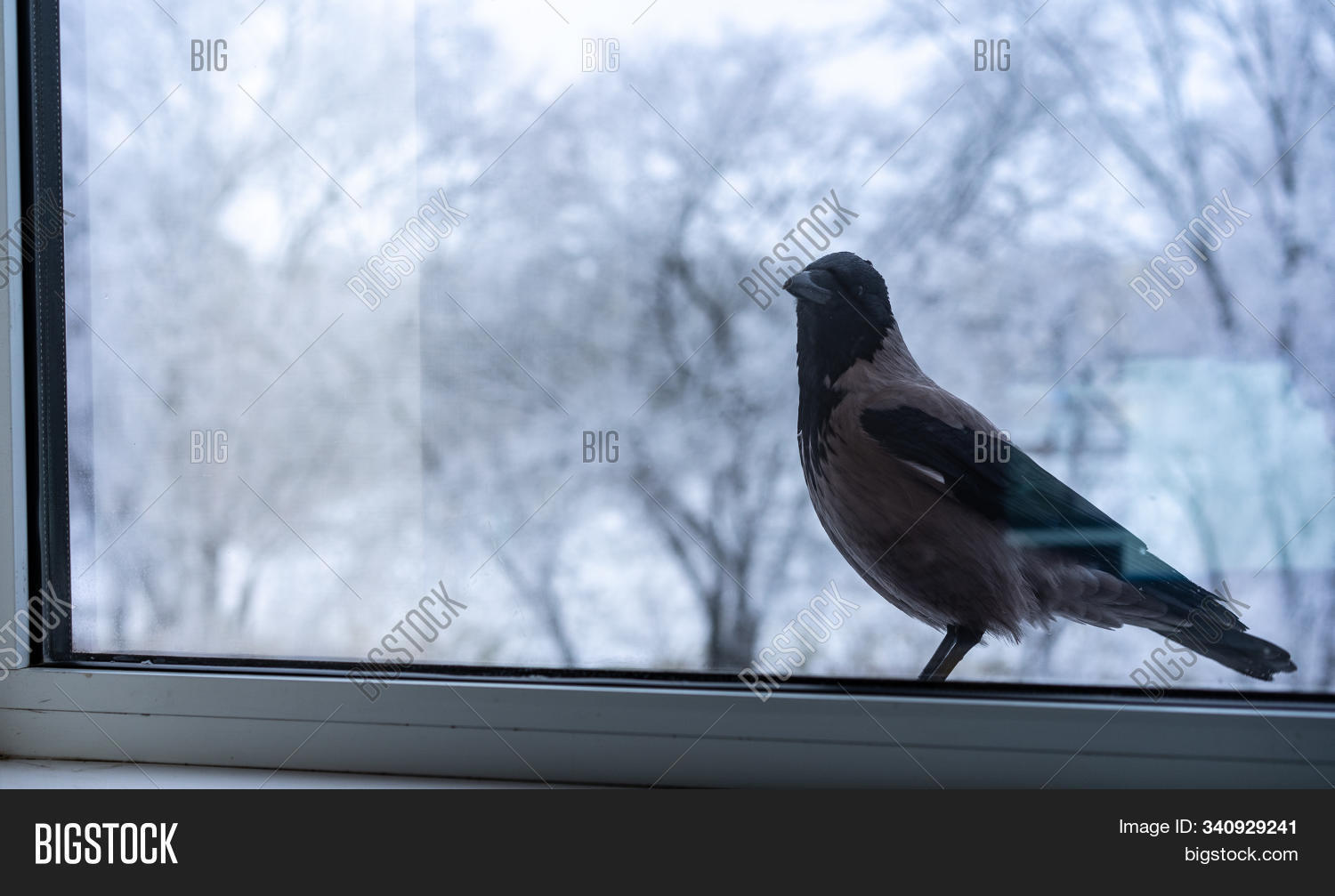 Crow Outside Window Image & Photo (Free Trial) Bigstock