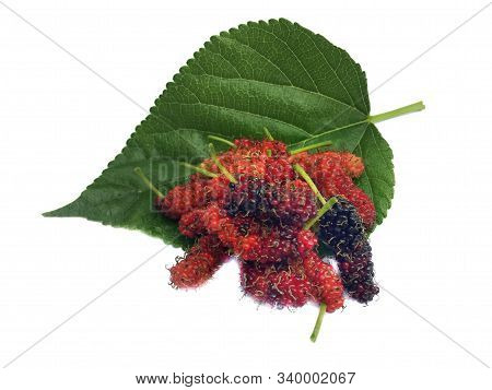 Red Mulberry With Leaf On A White Background.