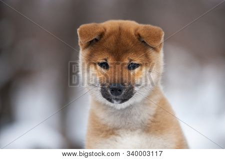 Cute Shiba Inu Puppy Sitting On A Wooden Bench In Winter. Japanese Shiba Inu Dog In The Snow