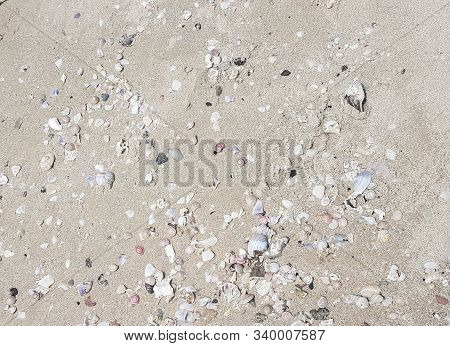 Small Multicolored Shells Are Laid On The Sand At The Beach, Near The Sea.