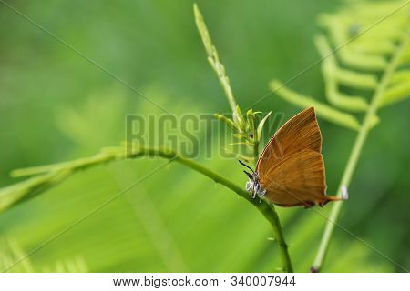 Brown Butterfly On A Branch In A Green Background