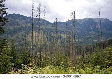 Dying Spruce Forests Due To Climate Change