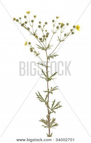 Potentilla Argentea
