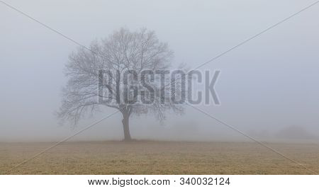 Lonely Tree On The Empty Pasture In The Morning Mist. Panorama Picture.