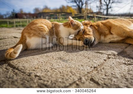 Dog And Cat Play Together. Cat And Dog Lying Outside In The Yard. Kitten Sucks Dog Breast Milk. Dog 