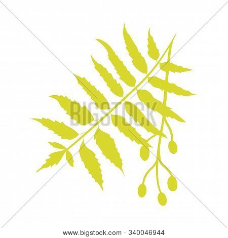 Nimtree, Medicinal Icon Isolated On White Background Flat