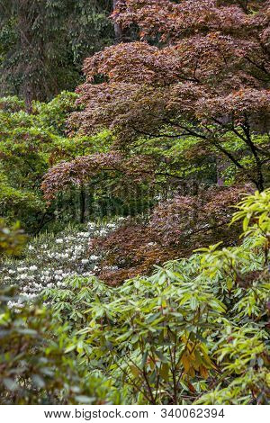 A Group Of Bushes Around A Japaneese Maple