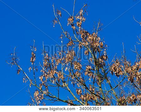 Ash Keys On The Branches Of An Ash Tree In Golden Winter Light Against A Clear Blue Sky