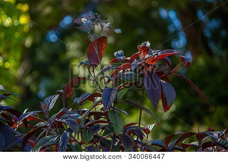 Japaneese Maple Leaves On A Background Of Green Trees