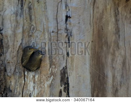 Babay Birds Waiting In Nest Hole In Tree For Food