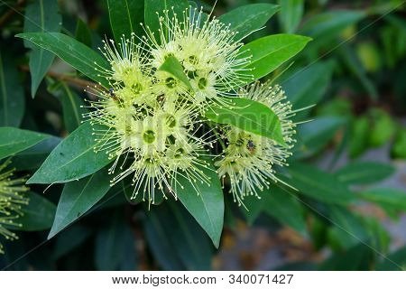 Golden Penda Flower With Bee On Tree,the Scientific Name 