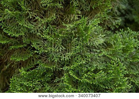 Incense Cedar Tree Calocedrus Decurrens Branch Close Up.