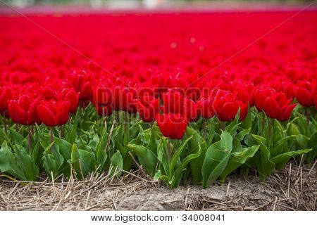 Felt af tulipaner