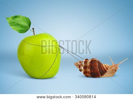 Snail Pulling Heavy Apple, Insistence Concept On Blue