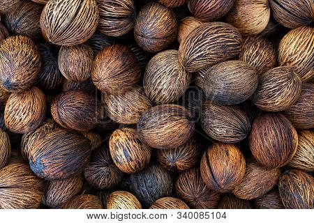 Pong Pong Tree Seeds Natural Background, Cerbera Odollam Seeds Texture