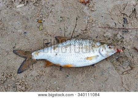 Close Up Freshly Caught Common Roach Or Rutilus Heckelii On Wet Sand