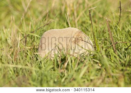 huge bovist mushroom in meadow. Fungus portrait