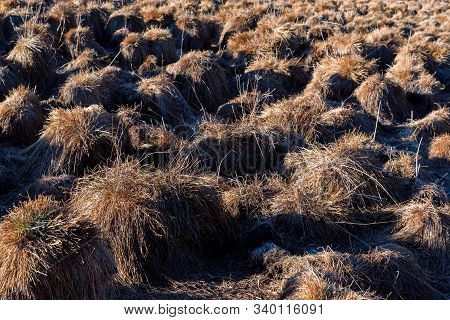 View Of Tussock Field With Hillocks In Autumn