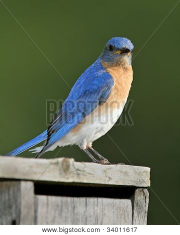 Mužské východní Bluebird