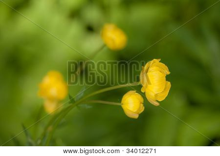 Globeflowers