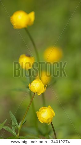Globeflowers In The Wood