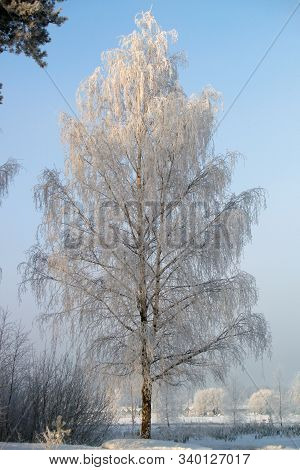 Birch In Winter Day Covered By Snow