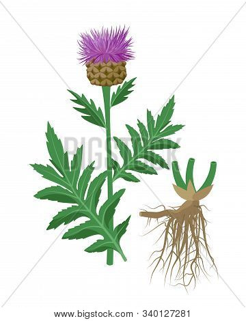 Maral Root Healing Flower Vector Medical Illustration Isolated On White Background In Flat Design, I