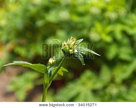 Astrantia