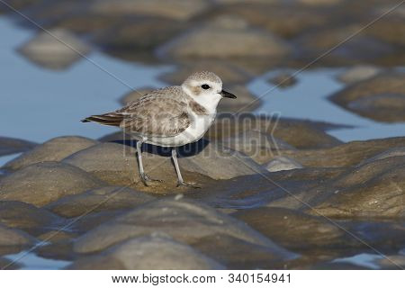 A Snowy Plover, Charadrius Nivosus On An Offshore Mudflat In Florida